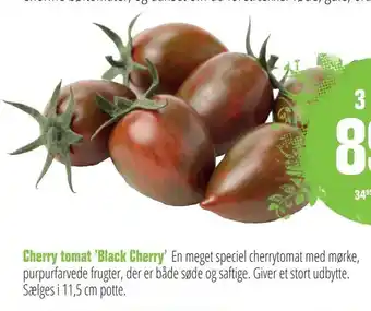 Cherry tomat 'Black Cherry'