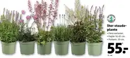 Lidl Stor staudeplante tilbud