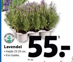 Lidl Lavendel tilbud