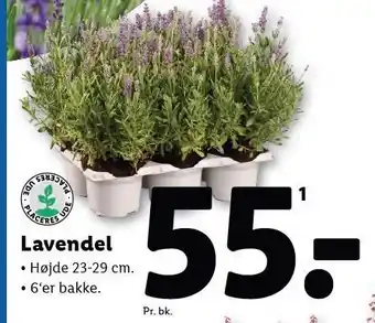 Lidl Lavendel tilbud