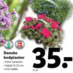Lidl Danske bedplanter tilbud