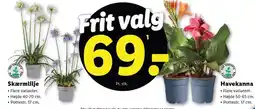 Lidl Skærmlilje eller Havekanna tilbud