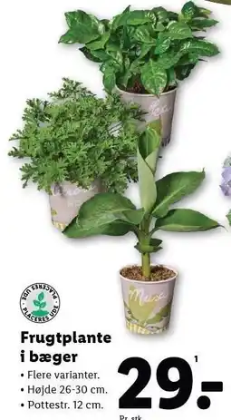 Lidl Frugtplante i bæger tilbud