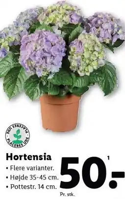 Lidl Hortensia tilbud