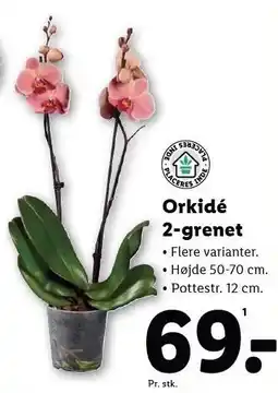 Lidl Orkidé 2-grenet tilbud