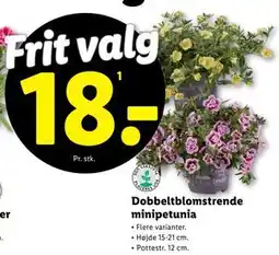 Lidl Dobbeltblomstrende minipetunia tilbud