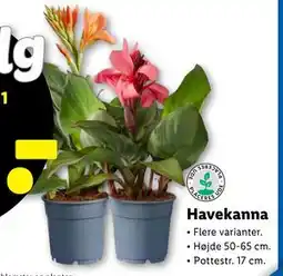 Lidl Havekanna tilbud