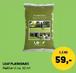 XL-BYG LEAF PLÆNEGRÆES tilbud