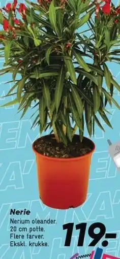 Bilka Nerie 20 cm potte tilbud