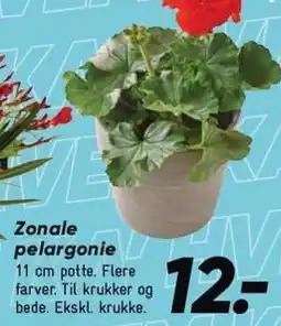 Bilka Zonale pelargonie tilbud