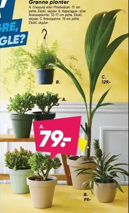 Bilka Grønne planter tilbud