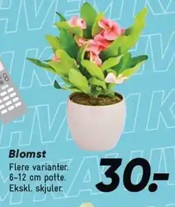 Bilka Blomst tilbud