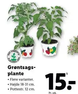 Lidl Grøntsagsplante tilbud