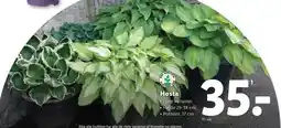 Lidl Hosta tilbud