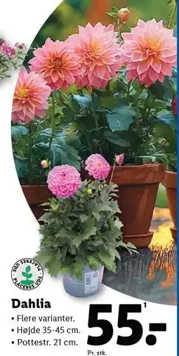 Lidl Dahlia tilbud