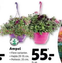 Lidl Ampel tilbud
