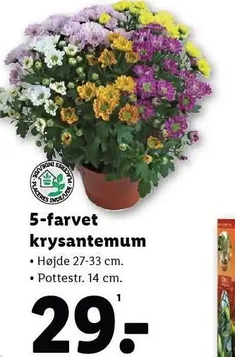 Lidl 5-farvet krysantemum tilbud