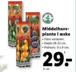 Lidl Middelhavsplante i æske tilbud