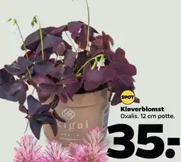 Netto Kløverblomst tilbud