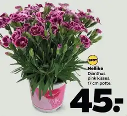 Netto Nellike tilbud