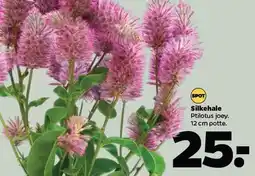 Netto Silkehale tilbud