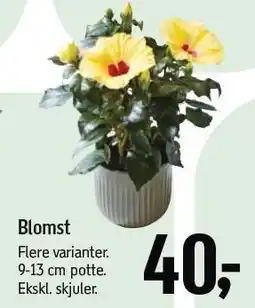 Føtex Blomst tilbud