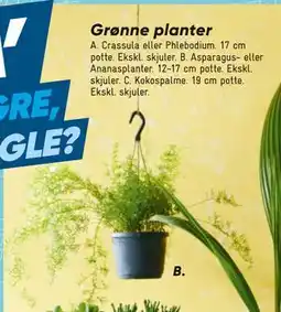 Bilka Grønne planter tilbud
