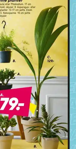 Bilka Grønne planter tilbud