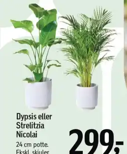 Føtex Dypsis eller Strelitzia Nicolai tilbud
