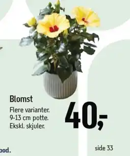 Føtex Blomst Flere varianter. 9-13 cm potte. Ekskl. skjuler. tilbud