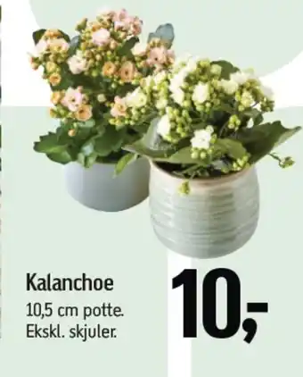 Føtex Kalanchoe tilbud