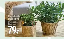 Føtex Crassula eller Phlebodium tilbud
