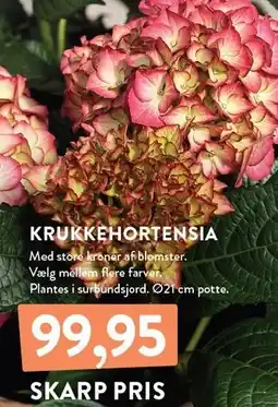 Plantorama KRUKKE HORTENSIA tilbud