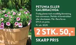 Plantorama PETUNIA ELLER CALIBRAHOA tilbud