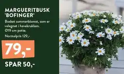 Plantorama MARGUERITBUSK 'BOFINGER' tilbud