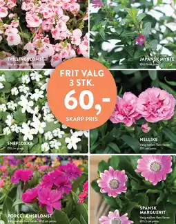 Plantorama FRIT VALG tilbud