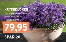 Plantorama KRYBEKLOKKE tilbud