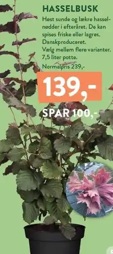 Plantorama HASSELBUSK tilbud