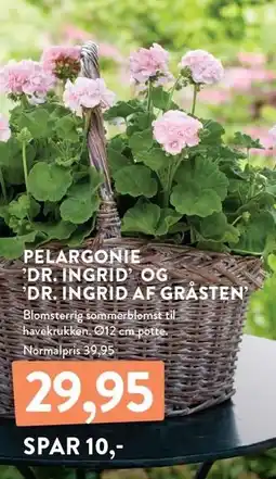 Plantorama PELARGONIE 'DR. INDGRID OG 'DR. INDGRID AF GRASTEN tilbud