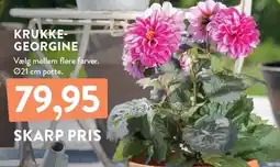 Plantorama KRUKKEGEORGINE tilbud