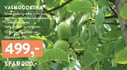 Plantorama VALNØDDETRÆ tilbud