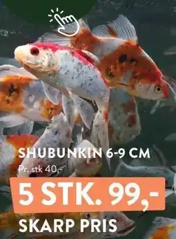 Plantorama SHUBUNKIN tilbud