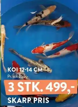 Plantorama KOI tilbud