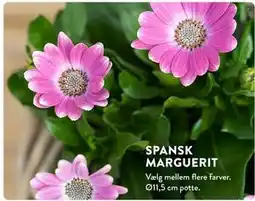 Plantorama SPANSK MARGUERIT tilbud