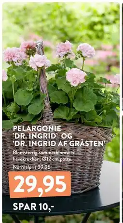 Plantorama PELARGONIE ’DR. INGRID’ OG ’DR. INGRID AF GRÅSTEN’ tilbud