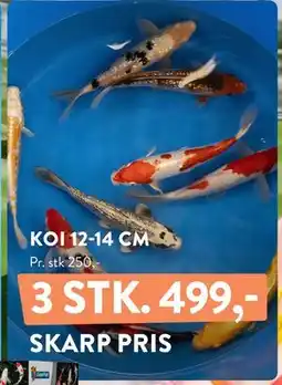 Plantorama KOI 12-14 CM tilbud