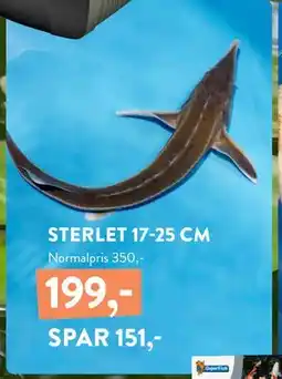 Plantorama STERLET 17-25 CM tilbud