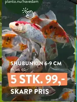 Plantorama SHUBUNKIN 6-9 CM tilbud