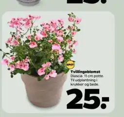 Netto Tvillingeblomst tilbud
