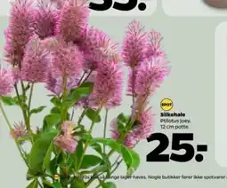 Netto Silkehale ptilotus joey tilbud